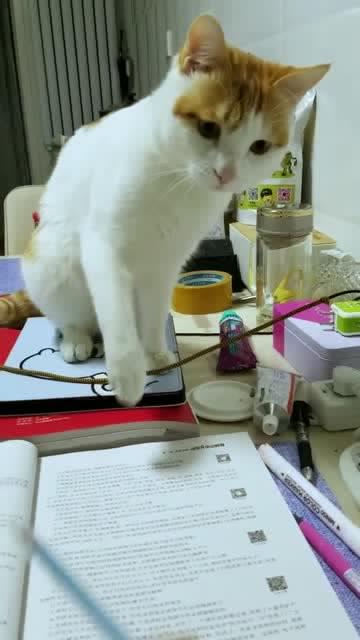 猫猫 主人,陪我玩好吗 