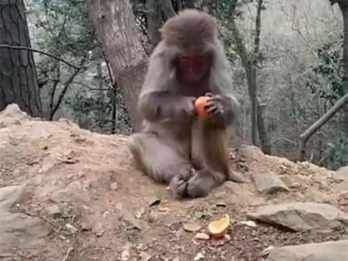 一只猴子用剥橘子的行动告诉你,生活要精致,橘子要剥的一丝不苟