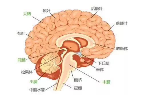 脑梗需要手术吗(脑梗什么情况下需要手术)