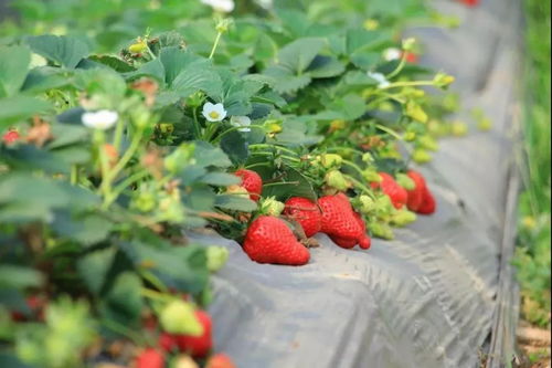 草莓种植发展有限公司起名(种植养殖合作社起名)