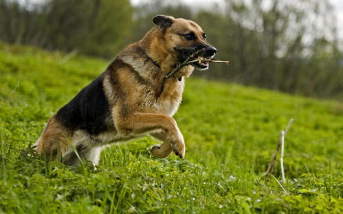 你真的了解德国牧羊犬吗 本文细数德牧优缺点,揭秘德国狼犬之谜