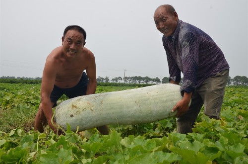 河南农民收获一地巨型冬瓜,看着喜欢人却没人愿意买