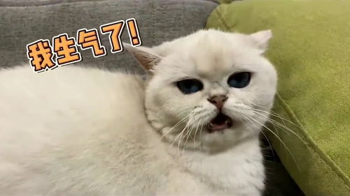 正常猫生气和韩剧猫生气的区别 