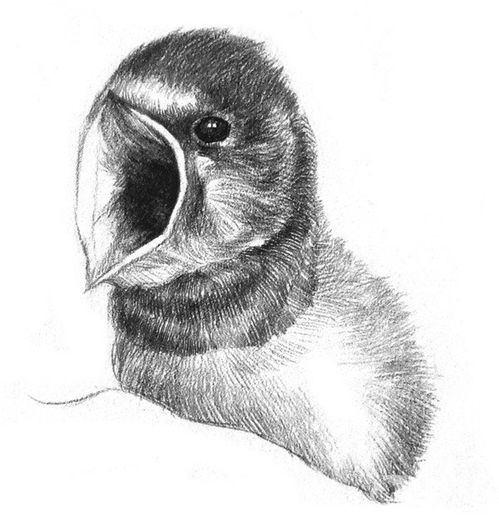 素描燕子的图片简笔画 