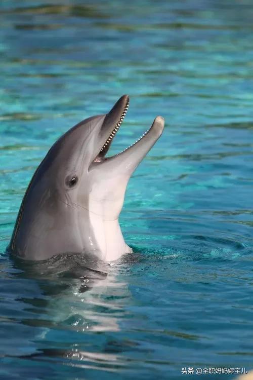 迷之自信小海豚图片图片