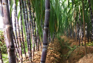 甘蔗的产地和种植技术,河北甘蔗种植全过程