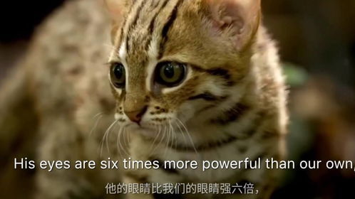 世界上最小的猫 锈斑豹猫 