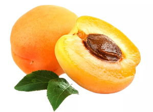 杏子的杏组词慢性子的性