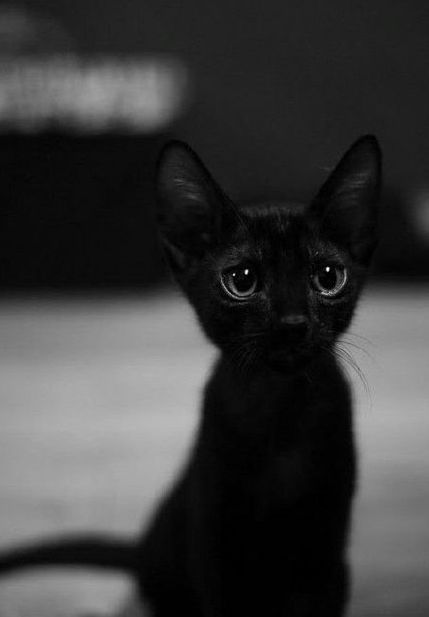 经常遇到黑猫会怎样(总是遇到黑猫)