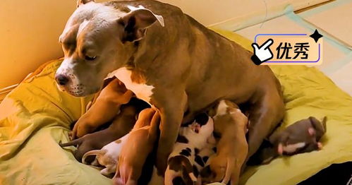 狗狗一次产下16只小狗,每天喂奶都生无可恋,感觉身体被掏空