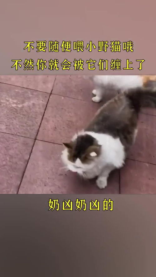 不要随便喂养流浪猫,不然你就会成为猫老大哦 