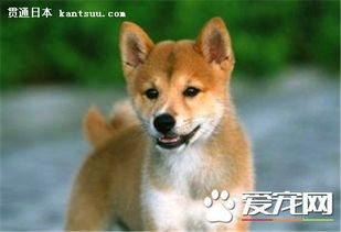 纯种日本柴犬的价格 价格在1300到8888元之间 