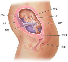 六个月的胎儿很好动是什么原因，怀孕六个月要吃什么补充营养