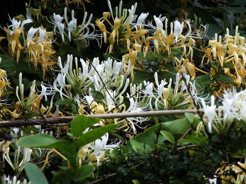 种植金银花赚钱吗（种植金银花是骗局吗）-图1