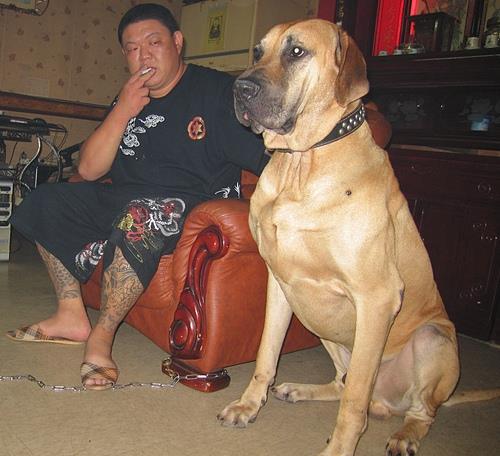 四大烈性犬 之首的猛犬,被誉为暴力追踪兽,负责看管重刑犯