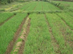 旱稻的高效种植技术详解,请问你对旱稻种植了解吗