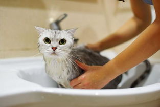 猫洗澡会死吗 
