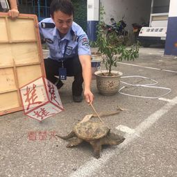 老汉在自家菜地拾到大龟,专家的建议居然是吃掉 