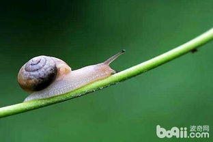 蜗牛是益虫还是害虫 蜗牛是害虫