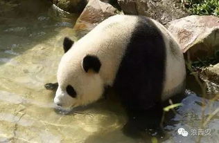 陕西大熊猫更可爱 为什么 滚滚 就成了四川名片