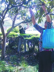 洛浦公园市民肆意爬树摘枇杷 树枝被折断落满地 