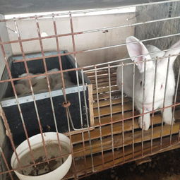养殖技术视频比利时兔种兔价格多少钱喂养注意事项