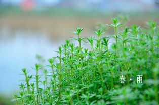 形容春雨声音的句子