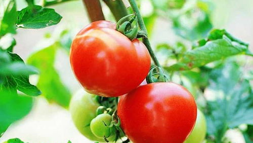 番茄的病害主要有青枯病和晚疫病
