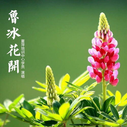 鲁冰花开 三番音悦 高音质在线试听 鲁冰花开歌词 歌曲下载 酷狗音乐 