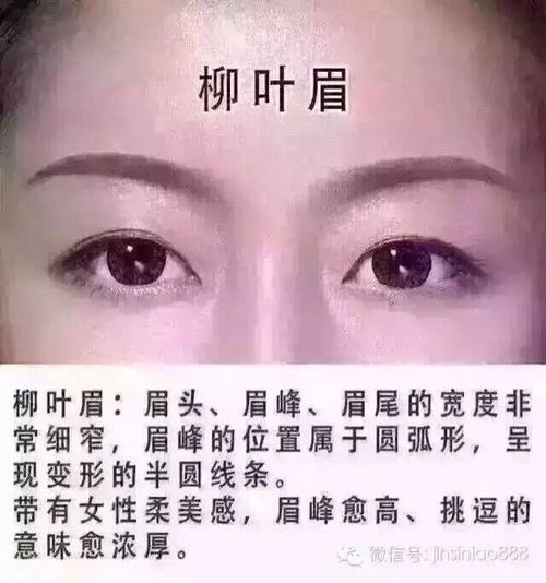 眉毛的几种类型,我突然觉得用眉笔画眉毛特别好 相亲交友 