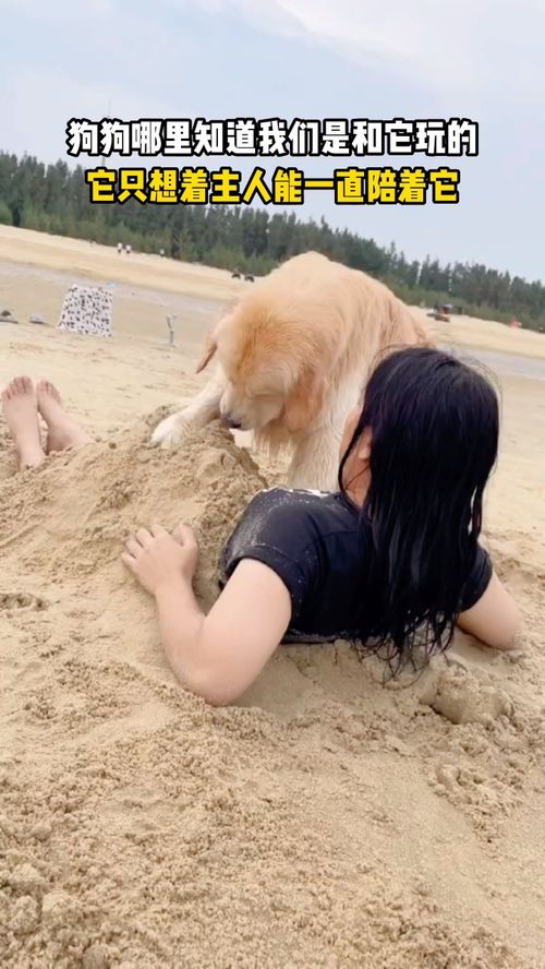 主人故意埋沙子跟狗狗玩 萌宠 