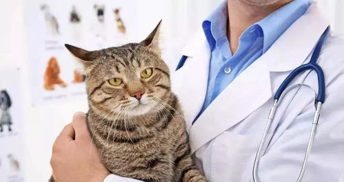 猫咪死亡率极高的几种疾病,出现下列初期症状一定要注意