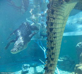 为寻刺激,澳大利亚男子特意在两条鳄鱼环绕下向女友求婚