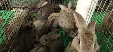 今日比利时兔价格是多少,湖南肉兔种兔多少钱一只