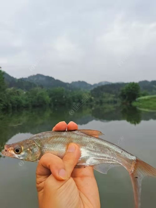 微物亮片钩号怎么选择