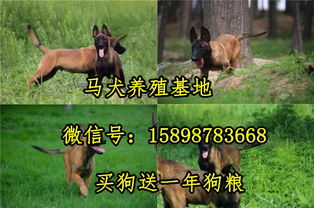 河北省三河市卖马犬的联系方式马犬幼犬