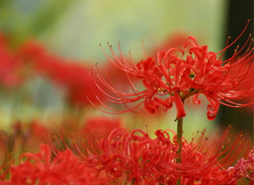 彼岸花的传说与花语,你都知道么 