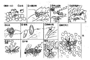 蚕的一生简笔画 