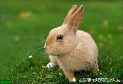属兔人的 晚年宿命 ,特别是63年的,60岁以后指望谁