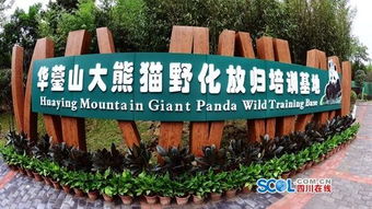 四川广安遴选大熊猫饲养员无人报名 或将全国招聘