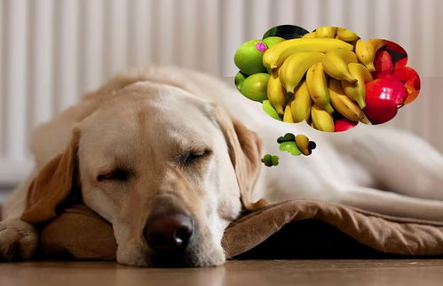 狗狗水果不能乱吃,但这几种可以放心吃