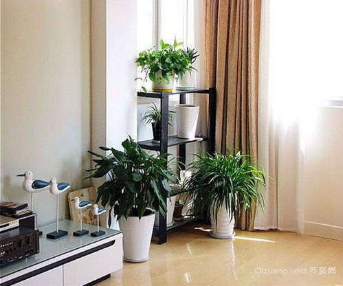客厅放什么植物旺财 适合客厅放的植物 客厅植物摆放风水 