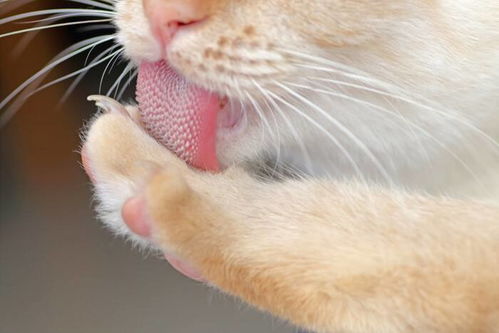猫的舌头上,为何长满倒刺 被老虎舔一口真会掉层皮吗
