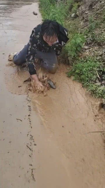 下大雨涨水了,路上全是大鱼小伙直接抓不住 