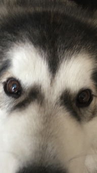 我家狗狗有一只眼睛瞳孔变白了 这是什么情况 