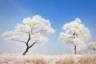 这是一趟贯穿东北冰雪大地的极致之旅