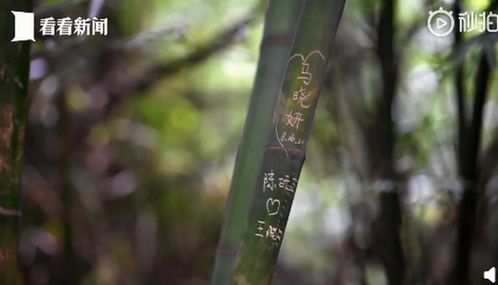 请文明出游 成都大熊猫基地景观竹被刻字,路过游客都看不下去