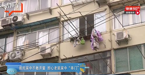 吓人 上海一居民家中竟养了100多只老鼠,成群结队出没邻居崩溃
