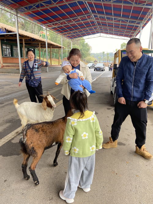 常德汉寿野生动物园游玩攻略不踩坑 