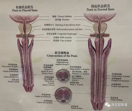 阴茎长是怎么量的？！！从内侧量还是从外侧量？？